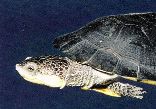 观赏龟养护之范氏蟾龟 观赏龟养护之范氏蟾龟