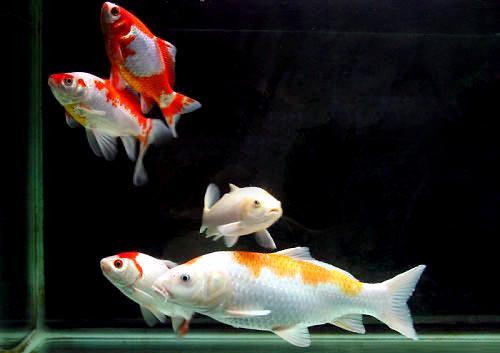 猪血可以用于水产养殖你知道吗？