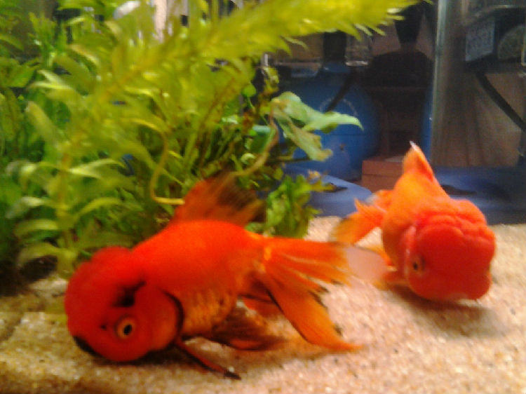 瓷盆养不活金鱼的原因分析 瓷盆养不活金鱼的原因分析