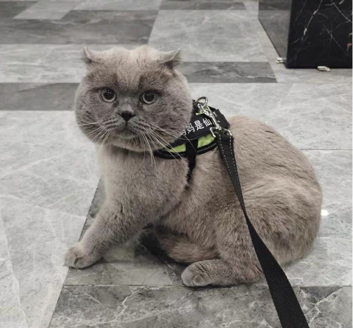 猫怎么驱虫效果好?都要驱哪些虫? 猫怎么驱虫效果好?都要驱哪些虫?