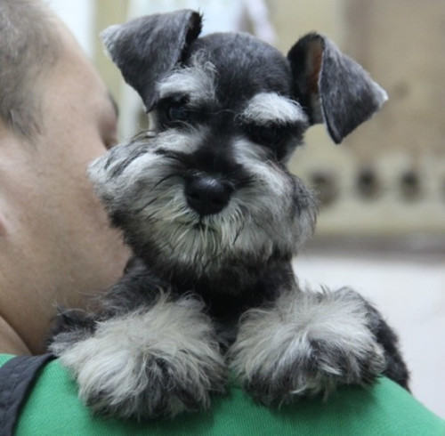 雪纳瑞毛发的修剪频率 雪纳瑞毛发的修剪频率