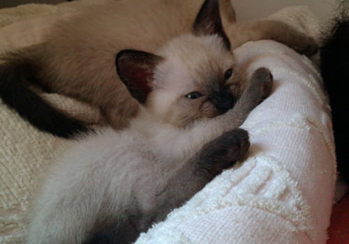 如何教会猫咪使用猫洞