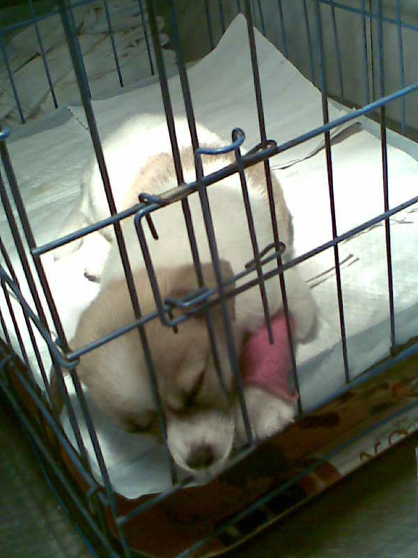 新犬进屋，行动指南