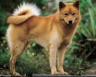 芬兰狐狸犬怎么养？养芬兰狐狸犬可以吗？