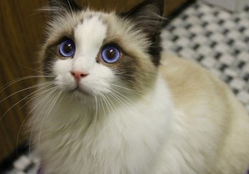 用不用给布偶猫戴项圈铃铛