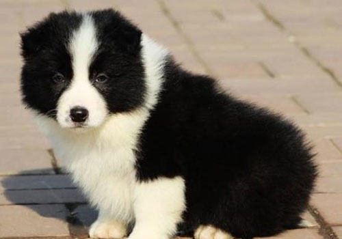 怎么养好一条边境牧羊犬？