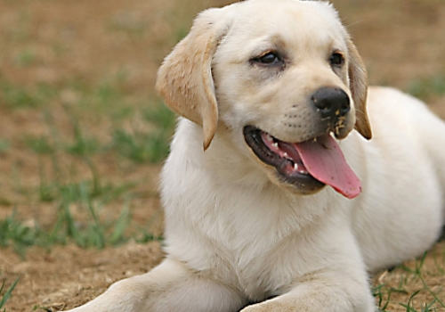 拉布拉多犬的价格
