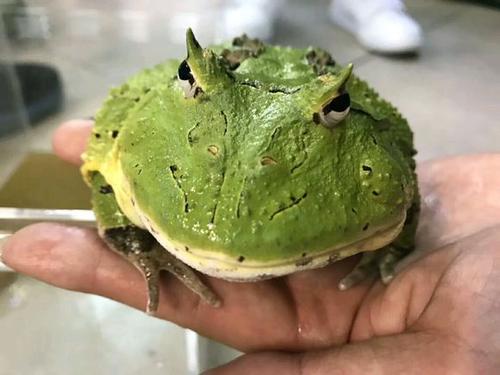 蝴蝶角蛙多少钱？蝴蝶角蛙价格