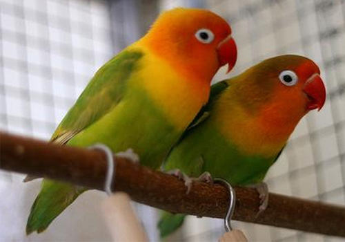 面罩情侣鹦鹉的养护要点 面罩情侣鹦鹉的养护要点