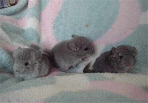 训练龙猫有哪些技巧