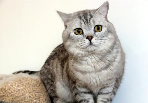 猫咪水疗好处多