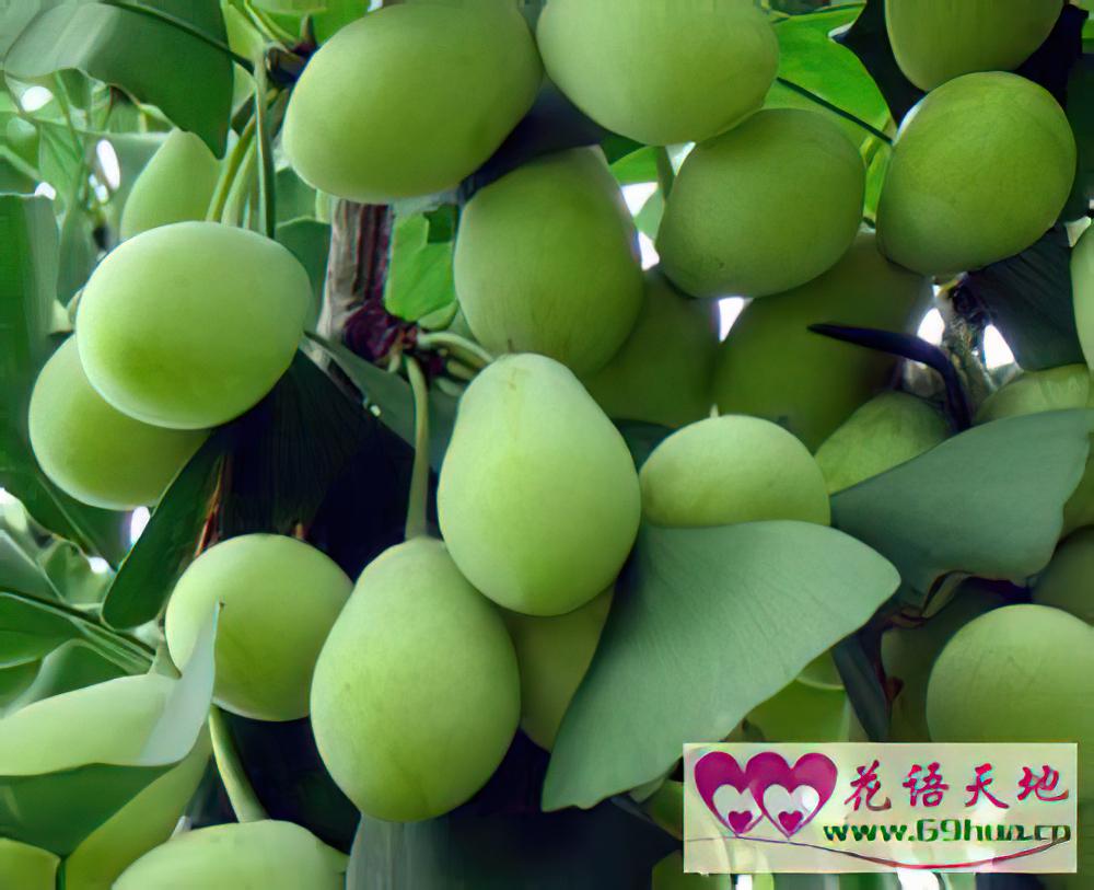 银杏的花语：坚韧与沉着、纯情之情