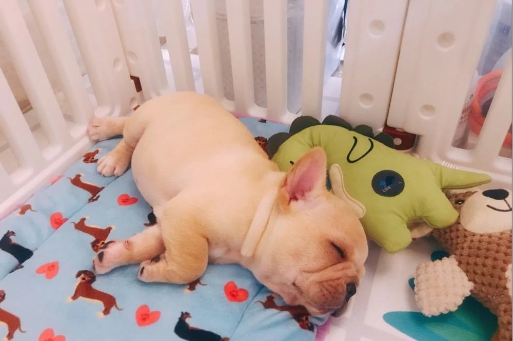 狗狗拉肚子吃什么药？快快收藏！