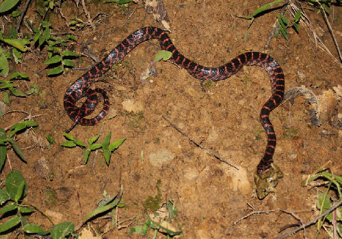 饲养赤链蛇要注意什么 饲养赤链蛇要注意什么