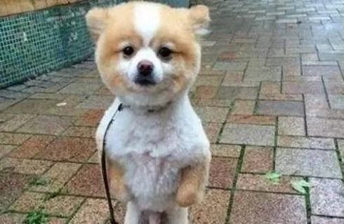 狗剪毛之后会不开心吗?狗剪毛后不开心怎么办? 狗剪毛之后会不开心吗?狗剪毛后不开心怎么办?