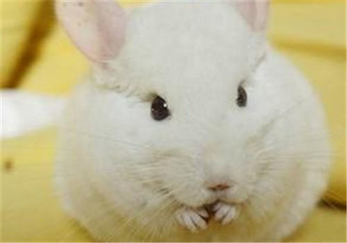 纯白龙猫的喂食要点