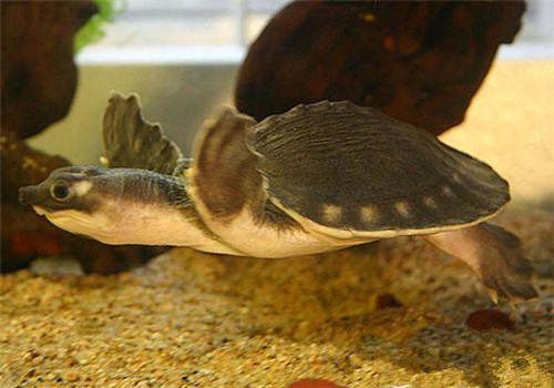 饲养水龟时，水位不可过低