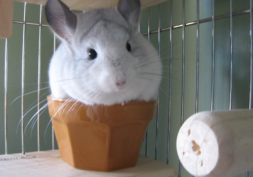 夏季如何为了龙猫降温防暑