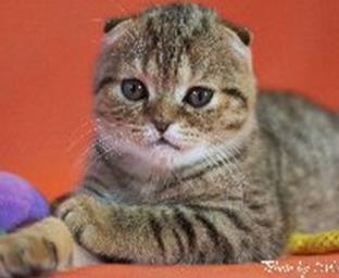 猫头抬头障碍症的症状及治疗方法