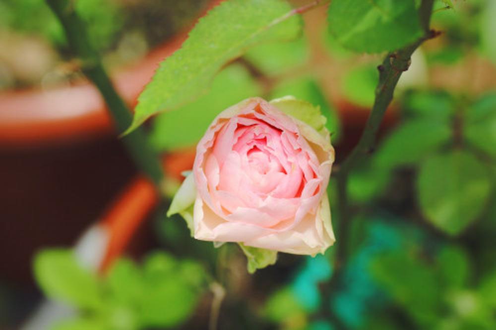 月季花冬季的室外管理