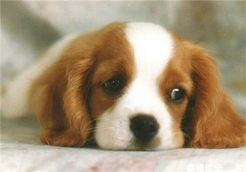 如何照顾干眼病的狗狗