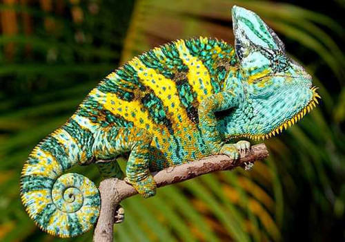 最容易饲养的变色龙——高冠变色龙 最容易饲养的变色龙——高冠变色龙