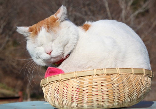 悲伤的故事:猫咪为什么吃多长不胖?