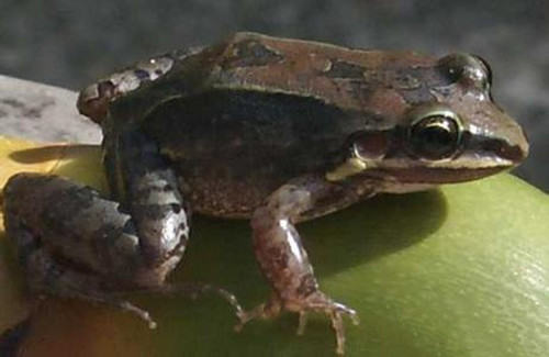 白吻长趾蛙的饲养环境要求