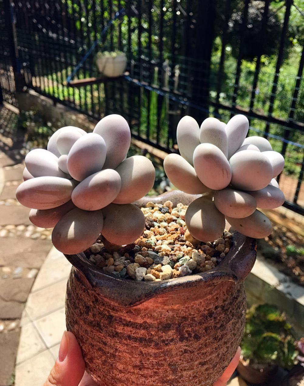 瘦死的骆驼比马强！季节的变化还是让肉肉们开始悄悄变美