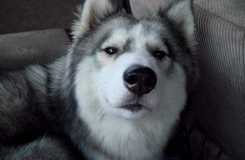 哈士奇要多少钱才能买？