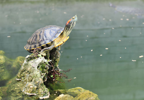 宠物龟过冬后死亡的原因