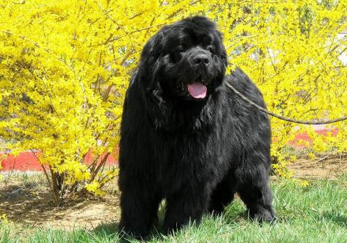 狗狗需要经常喂东西吗