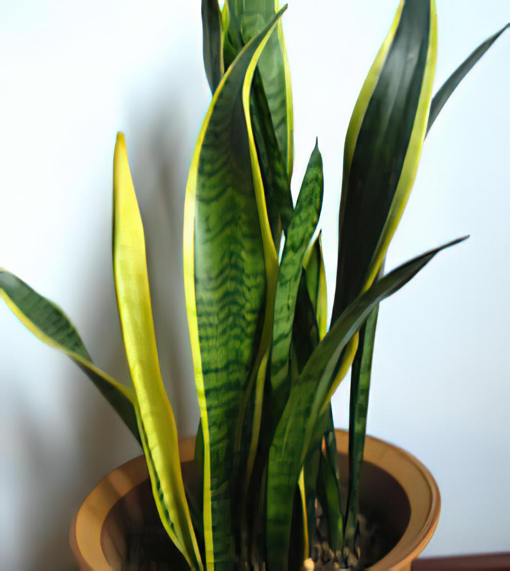 超强净化空气的四种植物(图)