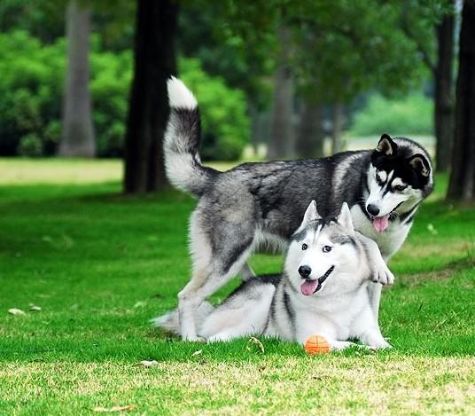 为狗狗梳毛的注意事项