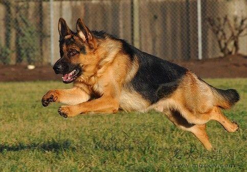 关于牧羊犬的品种介绍
