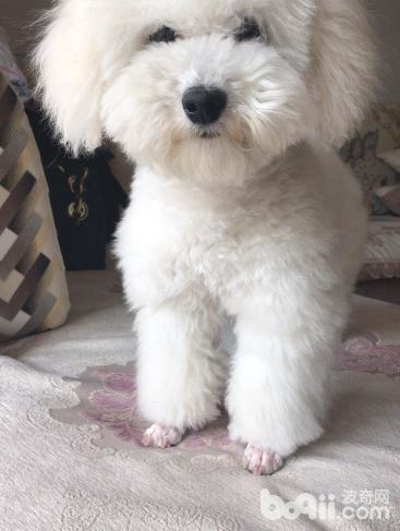 狗狗大小便训练的方法以及心得体会 狗狗大小便训练的方法以及心得体会