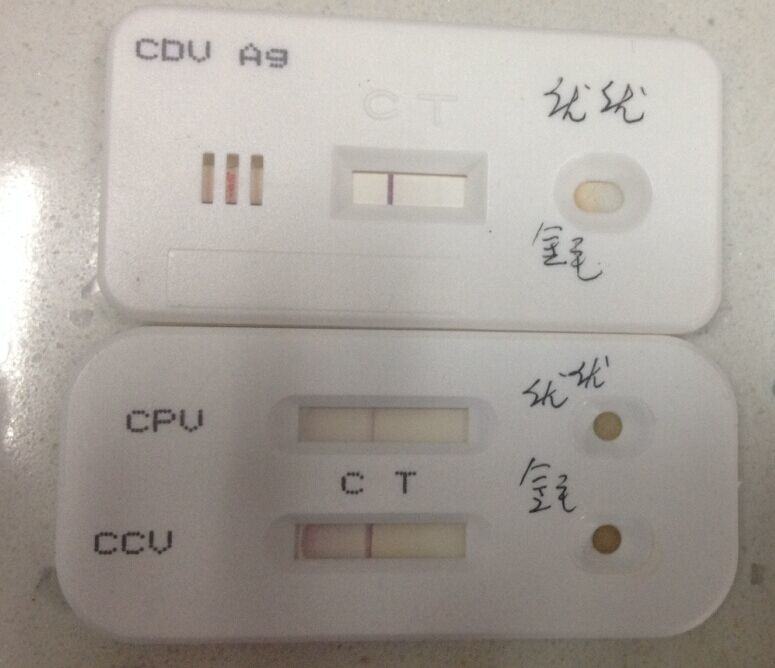 一例金毛犬的肠套叠整复术