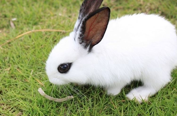 长毛兔疥癣病的预防与治疗