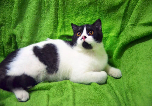 如何变废为宝为猫咪制作玩具 如何变废为宝为猫咪制作玩具