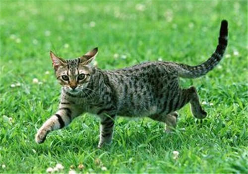 选择狸花猫的九个要点