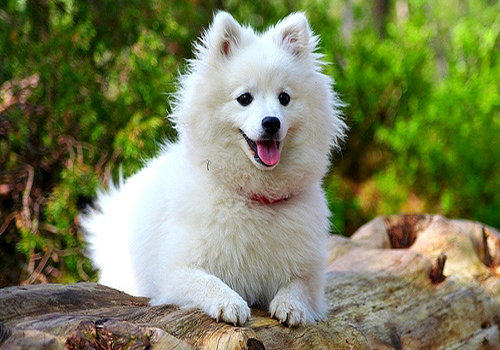 谈谈日本狐狸犬