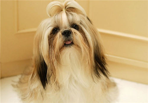 西施犬的寿命有多长