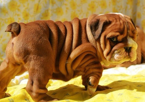 对狗狗有益的食物有哪些 对狗狗有益的食物有哪些