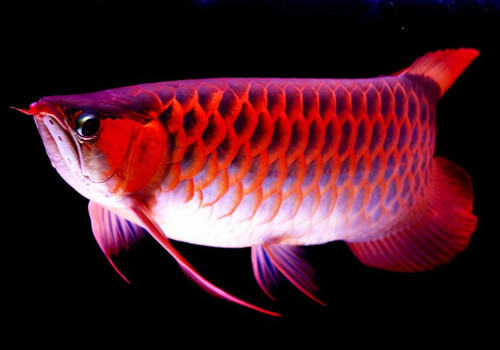 龙鱼疾病如何防范于未然