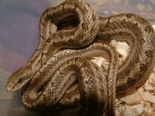 白条锦蛇的外形特征