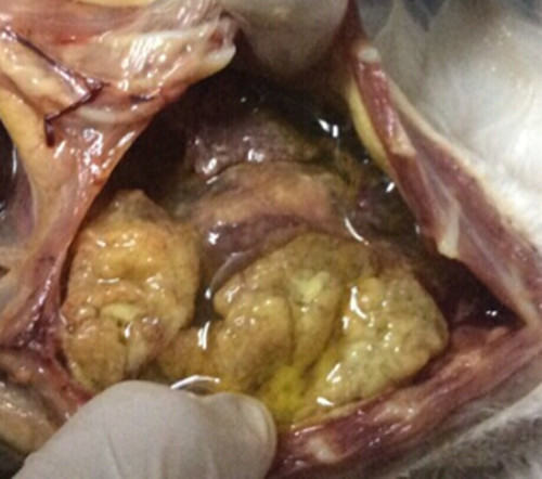 猫传染性腹膜炎