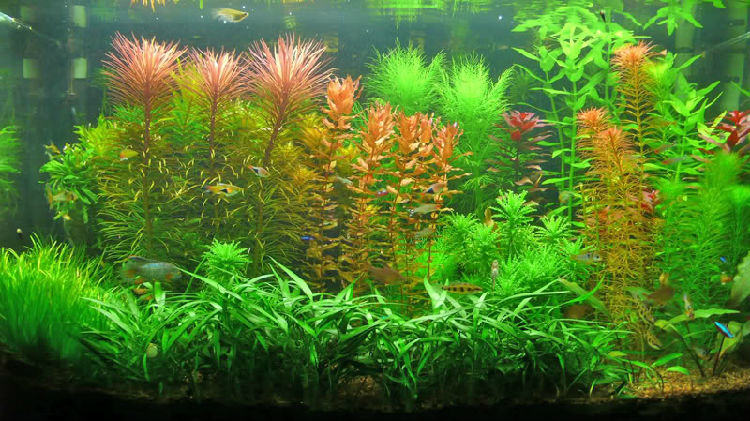 水流对水草的作用