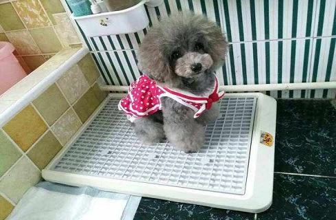 吃什么能让狗屎变成这个样子？