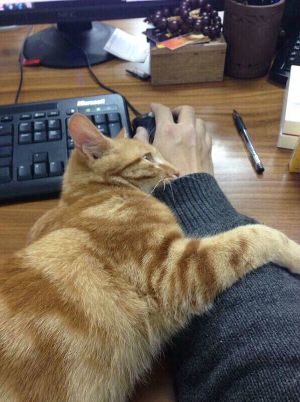 猫咪很冷漠，这事靠不靠谱？