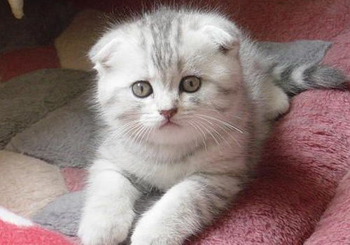 不是所有猫咪都适合家养